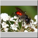 Priocnemis melanosoma - Wegwespe w07c 8mm OS-Hasbergen-Lehmhuegel.jpg